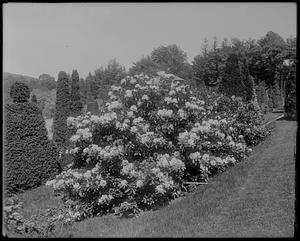 Rhododendron catawbiense