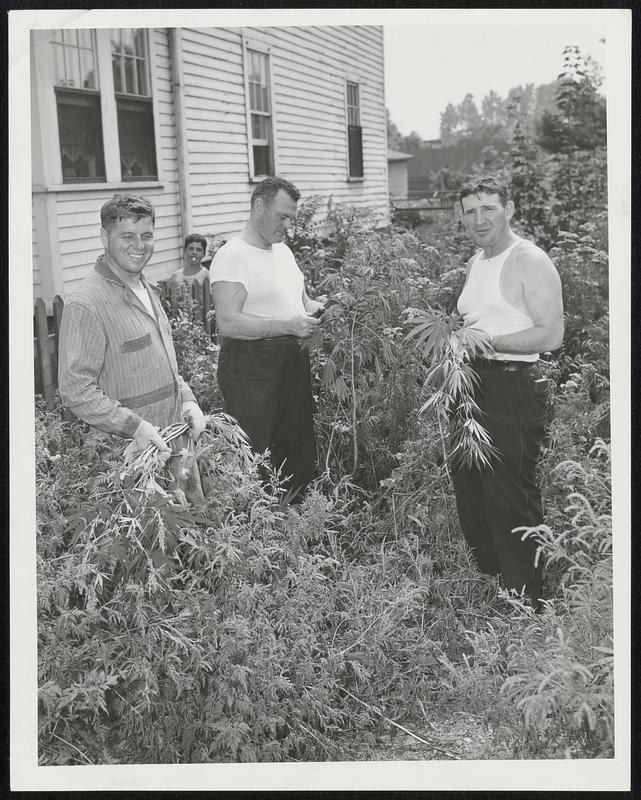 Marihuana Harvest-Police began their annual chore-cutting down a mysterious growth of the dope weed in a field off Willow court, Dorchester. The growth has several times been mowed, uprooted and burned over, but it still thrives. Patrolmen John Abraham, William Doyle and Thomas Mullen help in eradication.