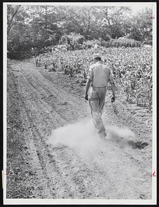 Dusty Trail--Farmer Robert Morrison, 18, of Framingham, raises a cloud of dust as he strides through his drought-stricken truck garden.