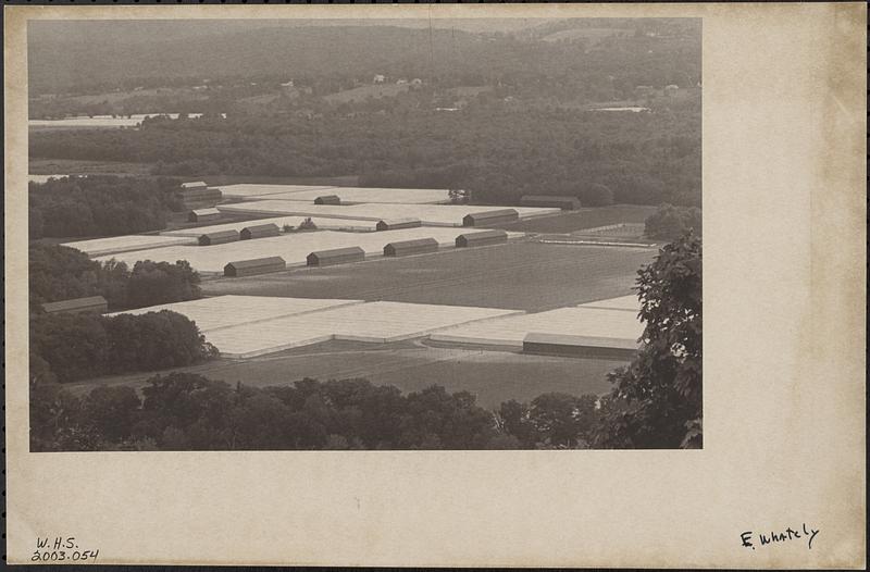 Tobacco field East Whately