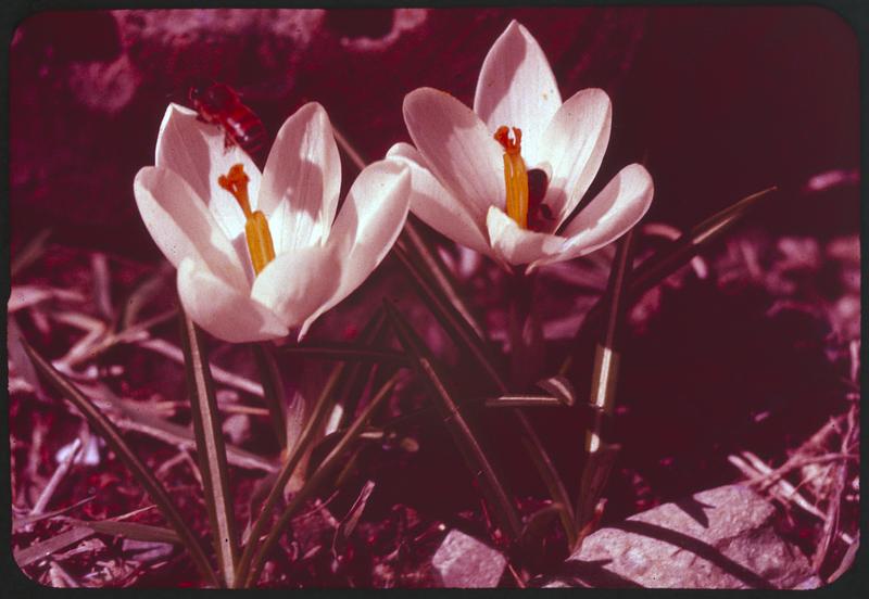 White flowers