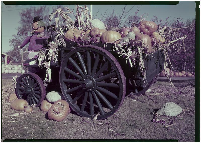 Pumpkins in autumn, Concord