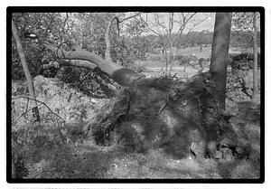 Uprooted tree