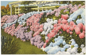 The seashore's favorite flower, "Hydrangeas"