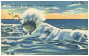 Sea gulls dip over breaking waves, at Cape May, N. J.