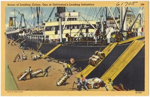 Scene of loading cotton, one of Galveston's leading industries