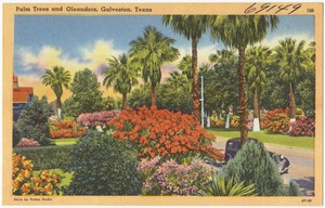 Palm trees and Oleanders, Galveston, Texas