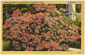 Gorgeous Azaleas in full bloom, Galveston, Texas