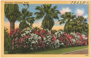 Oleanders, Texas