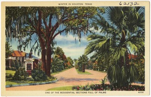 One of the residential sections full of Palms
