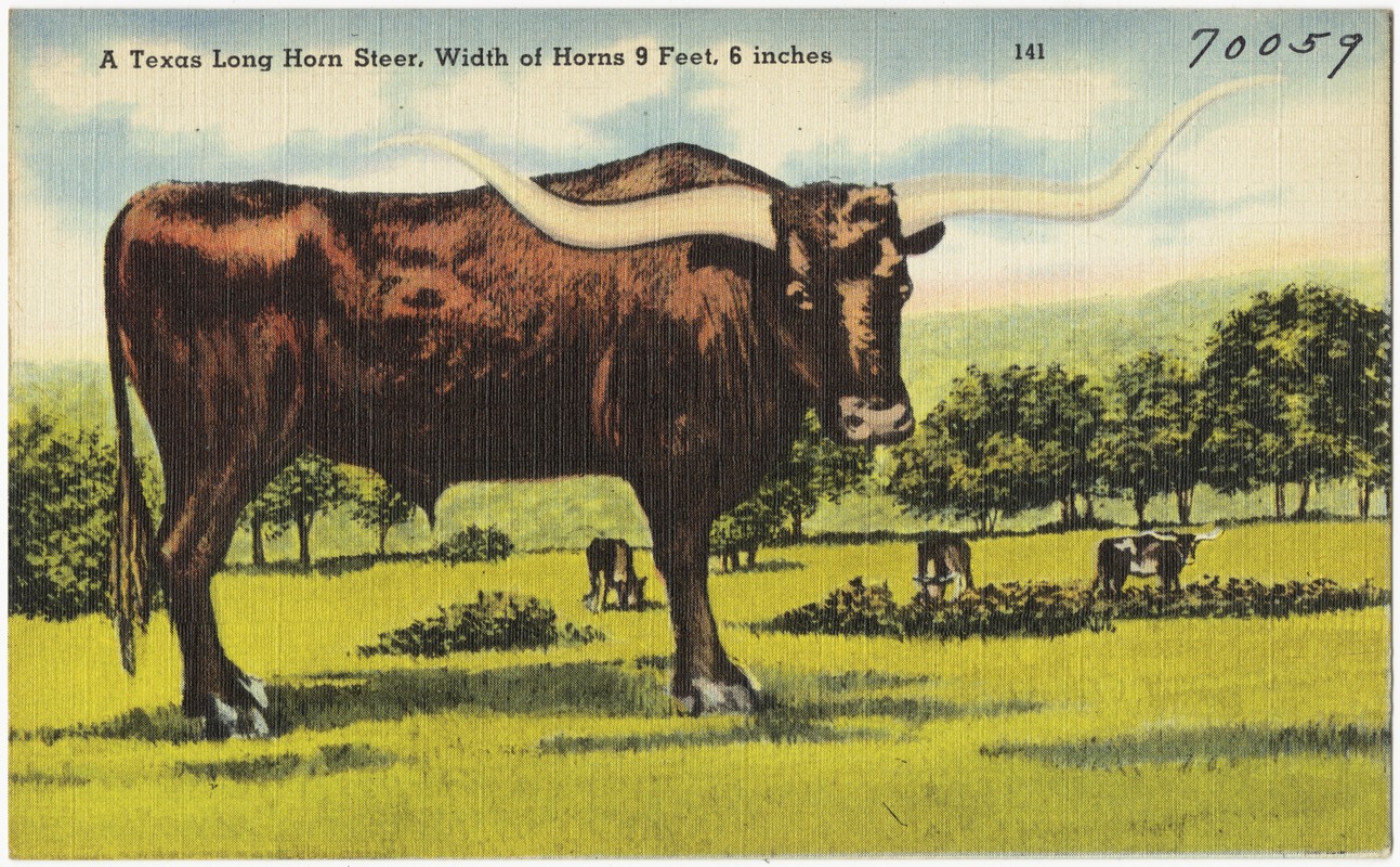 A Texas Long Horn Steer, width of horns 9 feet, 6 inches