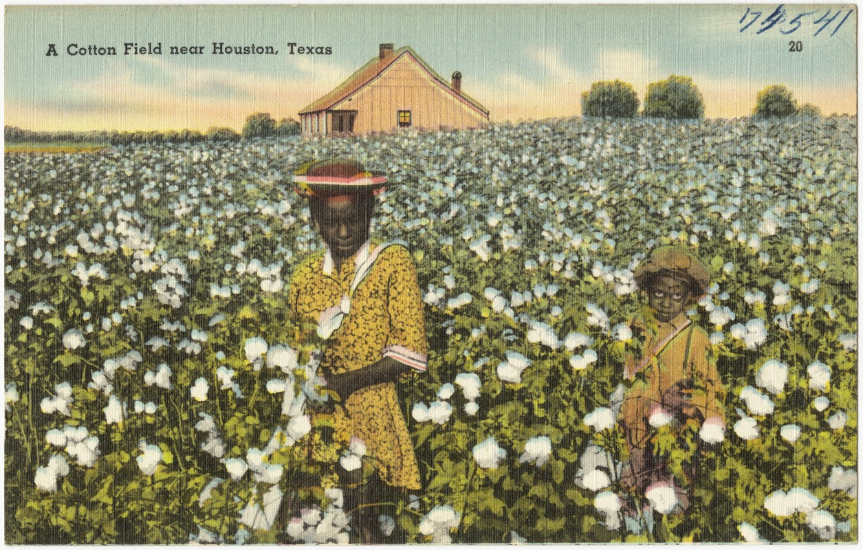 A cotton field near Houston, Texas