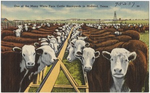 One of the many White Face Cattle Stockyards in Midland, Texas
