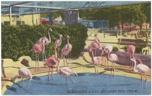 Flamingos in San Antonio Zoo, Texas
