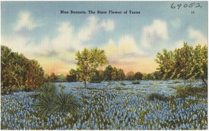 Blue Bonnets, the state flower of Texas