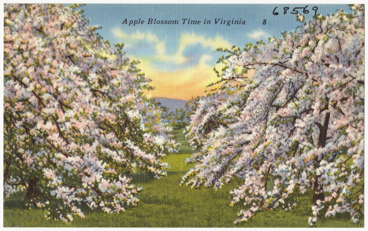 Apple blossom time in Virginia