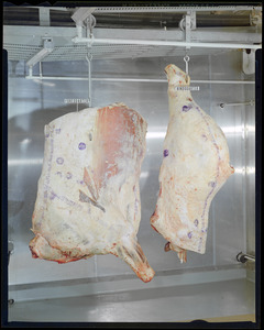 Forequarter/hindquarter