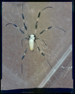 Saddle, spider in cage