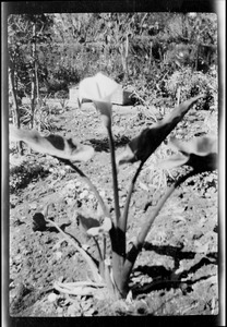 Quinta Bates, Arequipa, a calla lily in the garden