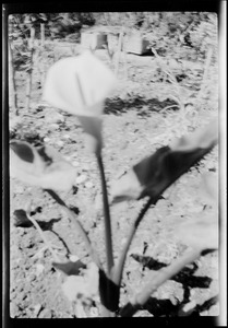 Quinta Bates, Arequipa, a calla lily in the garden