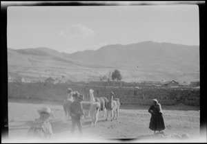 Llamas or alpacas, Peru