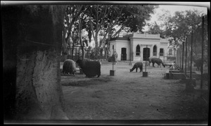 South America, Lima, Peru, the zoo