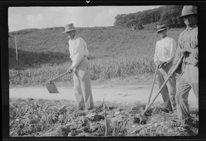 Barbados, B. W. Indies, descendants of the Cromwell exiles working in the sugar plantations at Bathsheba