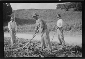 Barbados, B. W. Indies, Bathsheba, descendants of the Cromwell exiles working in the sugar plantations