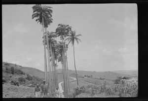 The tallest palms in Barbados, B. W. I., Barbados is semi-tropical