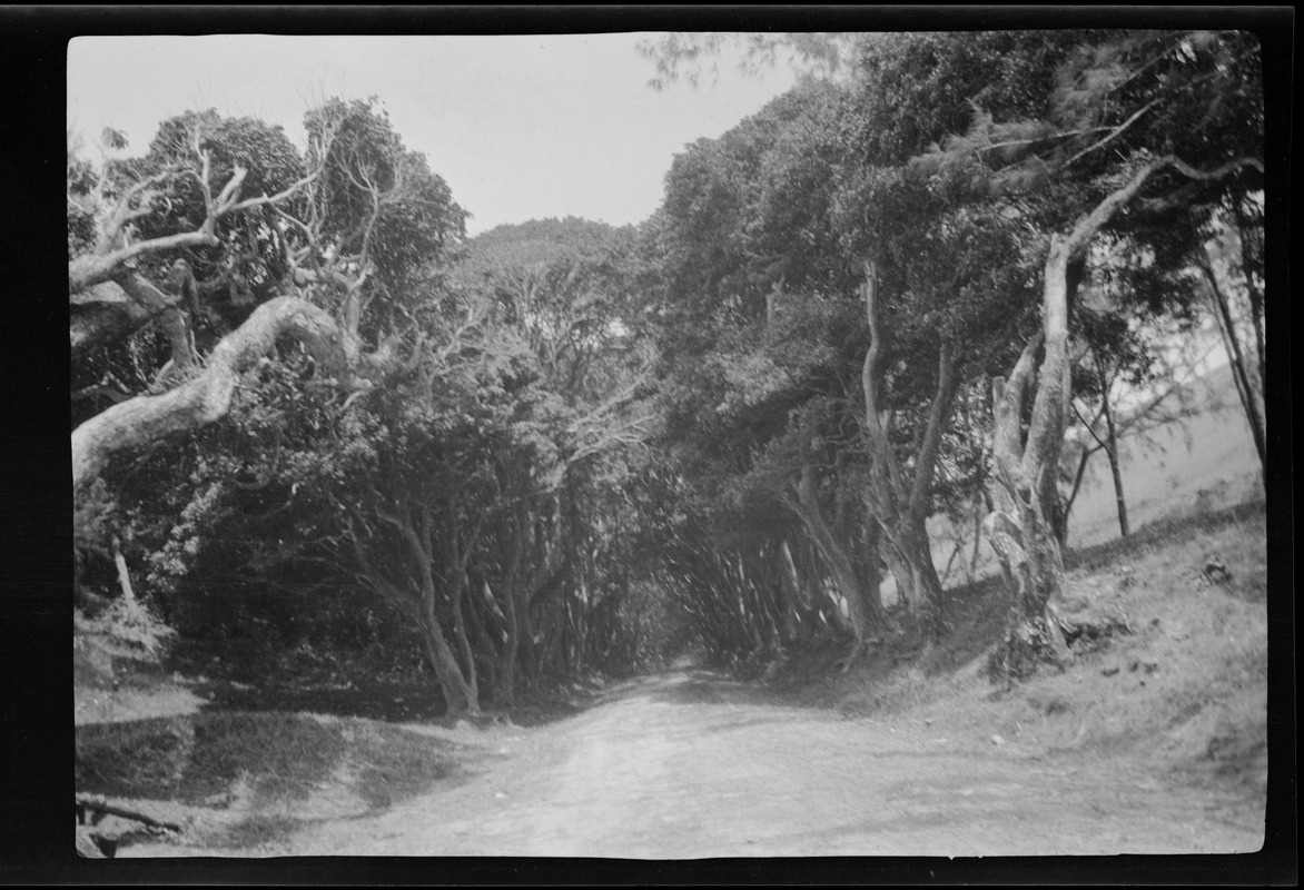 Avenue of mahogany trees, very old, Barbados, B. W. I.
