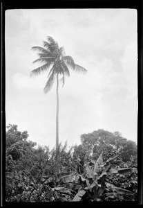 Demerara, Georgetown, British Guiana, palm tree in courtyard of hotel