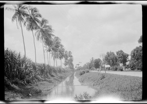 Demerara, Georgetown, British Guiana, S. A., road to the sugar plantation