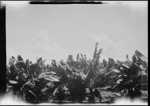 Banana plants, British West Indies