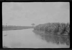 Demerara, Georgetown, British Guiana, S. A., canal through sugar plantation,