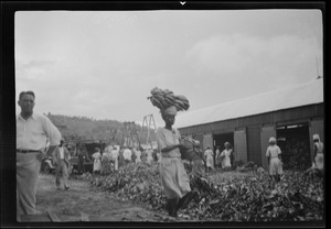 St. Lucia, B. W. I., girls loading bananas on to the S. S. Lady Drake for U. S. A.