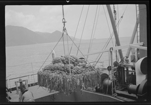 St. Lucia, loading on bananas for the United Fruit Co.