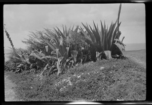 "Century plant," Barbados, near Bathsheba