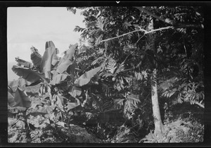 Barbados, B. W. I., banana plants at left and breadfruit tree at right of picture