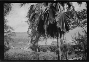 Bathsheba, Barbados, women carrying breadfruit, sugar plantation on the left