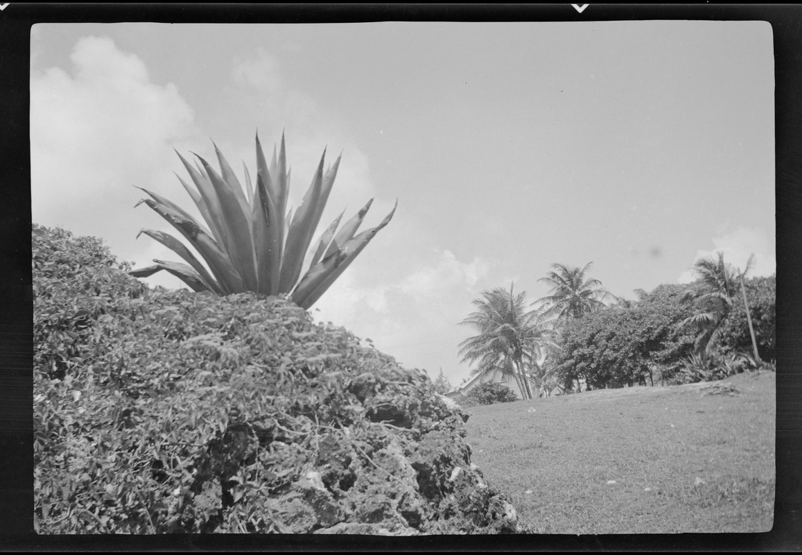 Barbados, B. W. I., banana plants