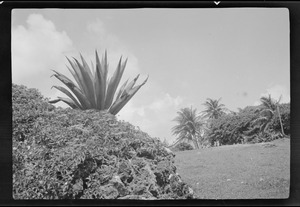 Barbados, B. W. I., banana plants
