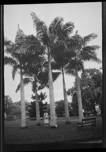 Palm trees, British West Indies