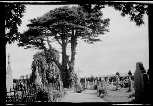 One of the lovely trees in St. Joseph's Cemetery, Cork, Ireland