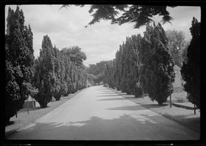 Avenue leading to the grave of George AE Russell in Mt. Jerome cemetery, Dublin