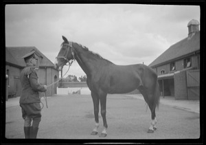 Horses at McKee Barracks, Dublin