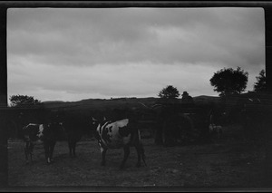 Market Day at Carndonagh, Co. Donegal, a rainy day