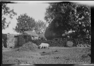 One of the big hogs at the farm of Mrs. Ellen Hurley, Dunmanway, Co. Cork