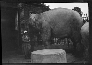 Elephant at the Dublin Zoo