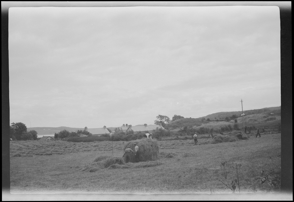 Killybegs, Co. Donegal, making hay in the field near the Donegal woolen factory