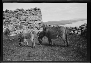 At Meevagh [i.e. Mevagh] Church, Co. Donegal, Mr. Gallagher's donkeys